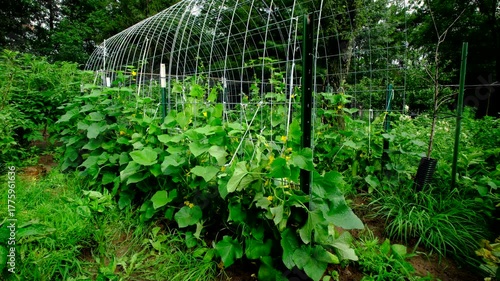 Organic cucumber plants tangled to arch shaped trellis while vines are full of flowers and gherkin fruits