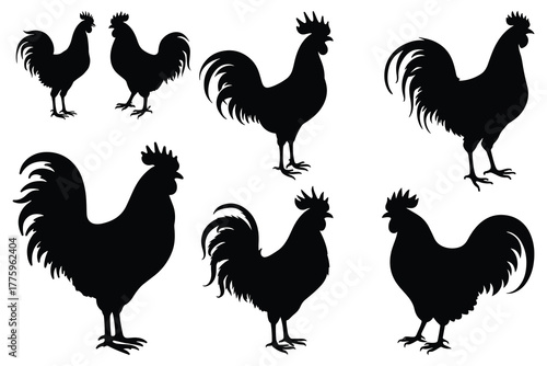 Black rooster silhouettes on white background chicken