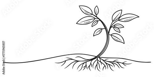 Vector illustration of a young plant with leaves and roots in a simple black and white drawing style