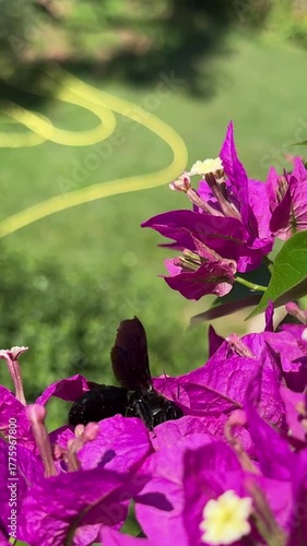 close up of large, solitary violet carpenter bee pollinating on pink  bougainvillea flowers outdoors in a garden in  Croatia