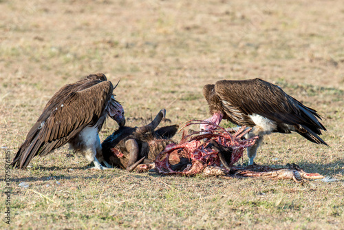 Vulture feeding on a kill. Masai Mara National Park, Kenya
