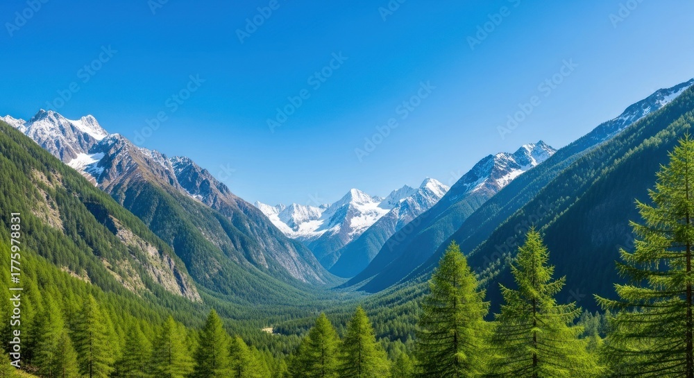 Fototapeta premium Mountainous valley view; snow-capped peaks, evergreen trees, and clear blue sky