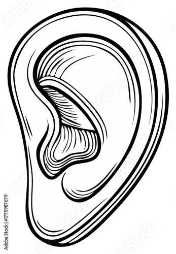 Clean line art drawing depicting human ear anatomy for hearing and sensory themes