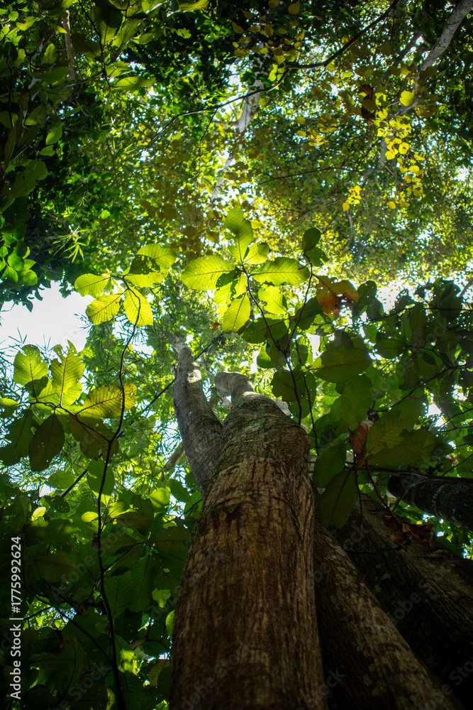 Fototapeta premium Low Angle View of a Large Tree Trunk and Sunlit Tropical Forest Canopy