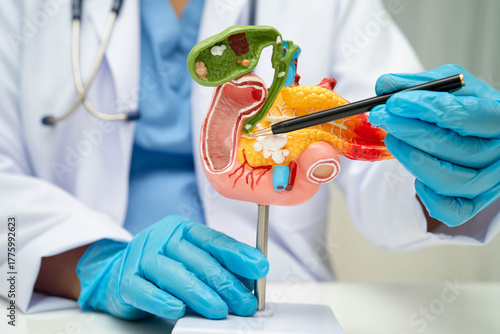 Liver with gallbladder, pancreas spleen and duodenum, Asian doctor holding human anatomy model for study diagnosis and treatment in hospital.