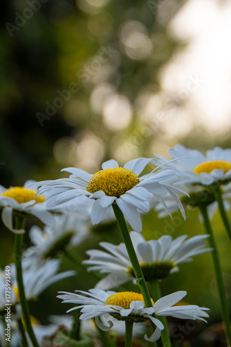 Daisies blooming with bokeh background taken in Oshkosh, Wisconsin on July 18, 2021
