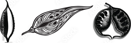 Black botanical illustrations seed pod leaf