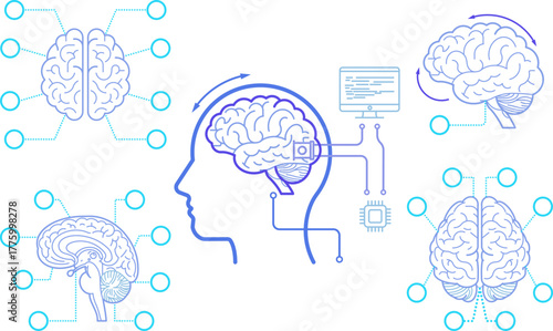 Line art Brain human, Anatomical high detailed. Medical study front back top view side sign info graphics.