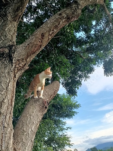 A cute orange kitten sits on a tree while looking at the natural scenery of the mountains in the background.
