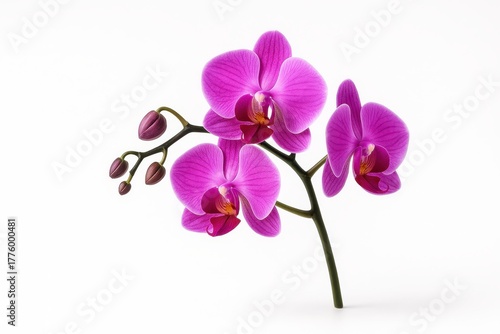 Single purple orchid stem with open blooms and buds isolated on white elegant floral studio for beauty and wellness visuals