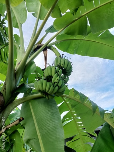 A handful of bananas grow on fresh tropical banana trees in a lush garden.