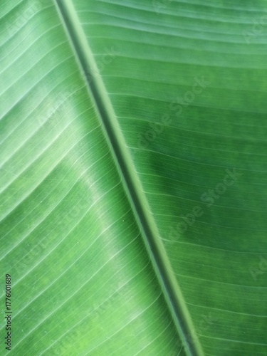 Fresh bright tropical banana palm leaf nature texture with macro detail and color