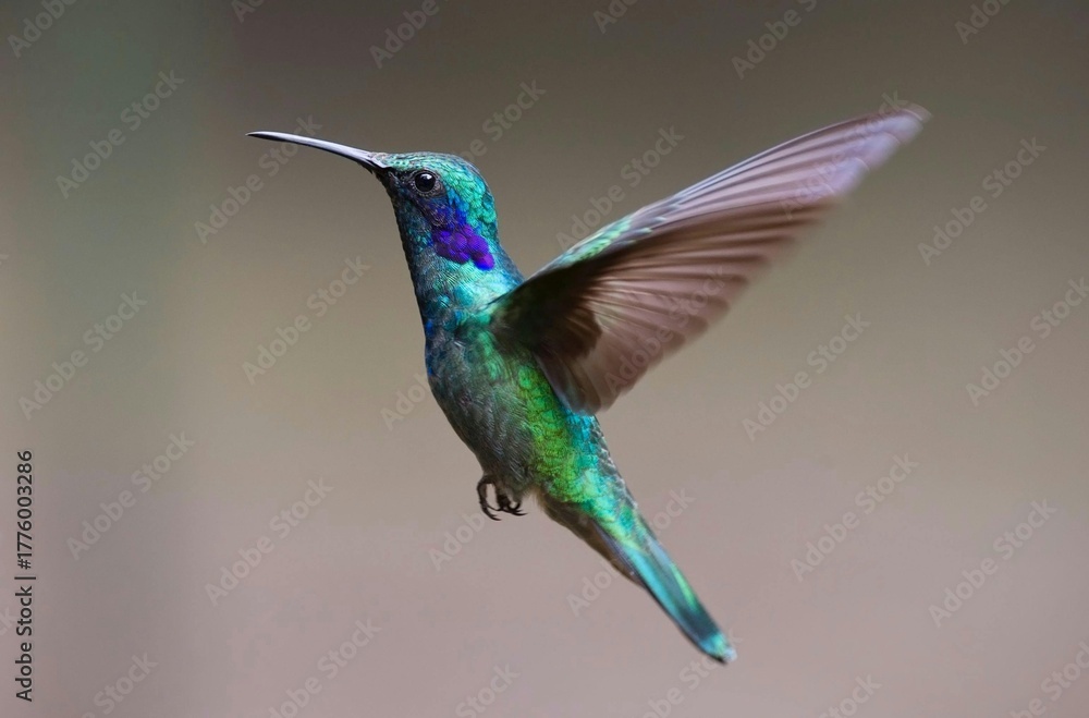 Fototapeta premium hummingbird in flight