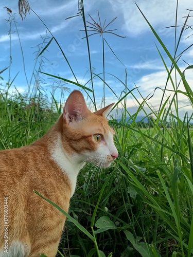 Young white and ginger domestic kitten with fluffy fur and cute eyes on green grass in the garden