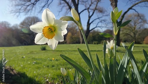 solitary white blossom of the Narcissus species flourishing during the early part of the year characterized by blooming