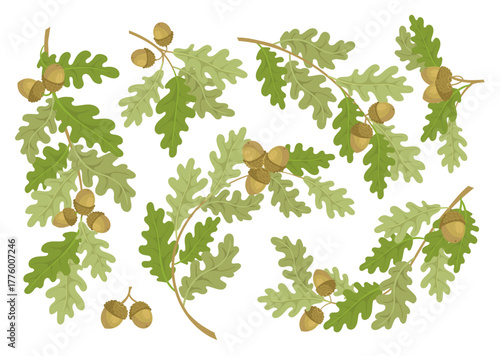 Oak branches with acorns. Decorative tree sprigs with leaves, foliage, differently twisted plant parts, forest botanical design elements, harvest garden symbol. Splendid vector isolated set