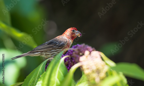 Male House Finch (Haemorhous mexicanus) feeding on purple berries from American Beautyberry bush