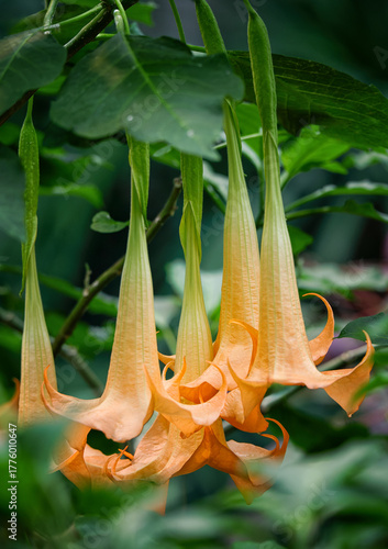 Angel's Trumpet flowers (Brugmansia) blooming in the garden. The plant is highly poisonous to animals and humans.