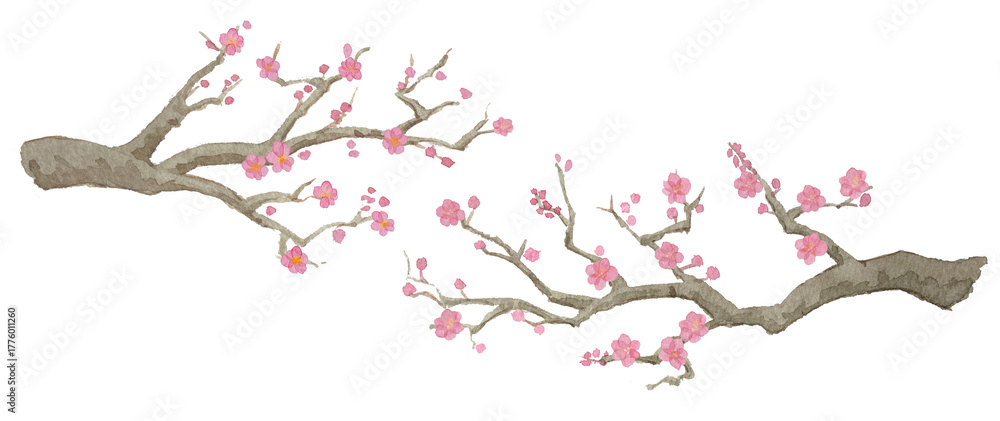 Fototapeta premium 梅の花と枝木セットJapanese Watercolor Illustration