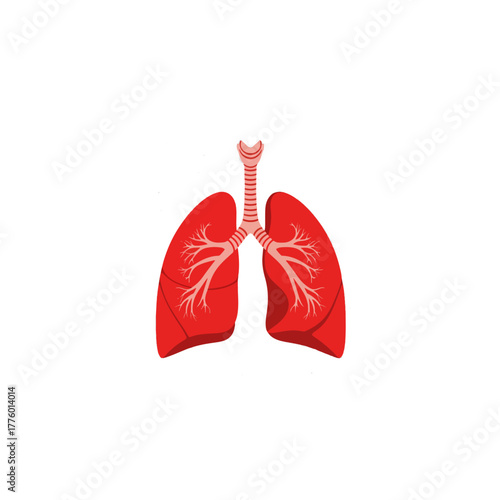 Detailed anatomical illustration of human lungs, respiratory system organ, essential for health and biology, clear visual
