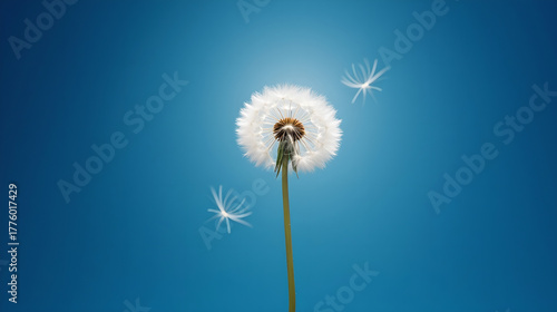 Wallpaper Mural Side View of a Single Dandelion in Sunlight
 Torontodigital.ca