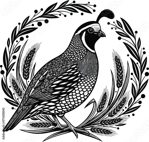 California quail illustration vintage bird art print black and white art eps silhouette