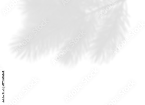 Pine or Fir Branch Shadow Overlay