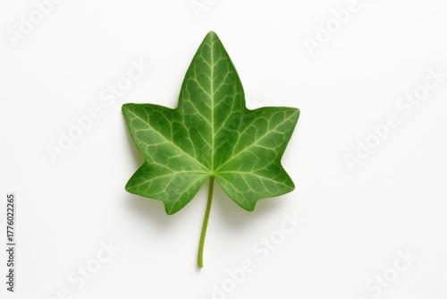 Top down mature hedera ivy leaf with subtle variegation and visible midrib clean botanical study on white