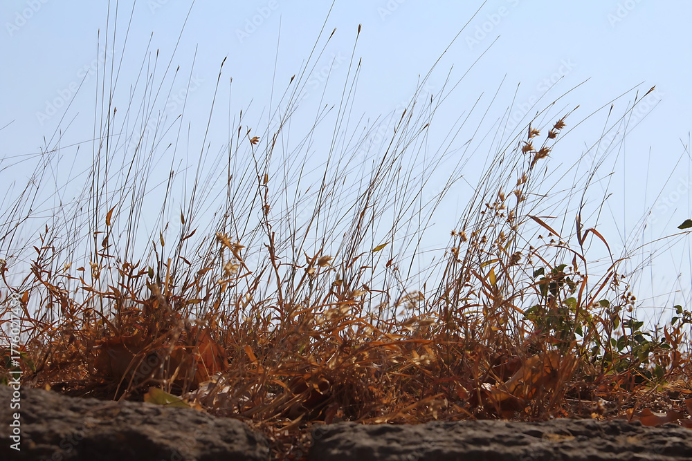 Fototapeta premium grass, nature, plant, field, agriculture