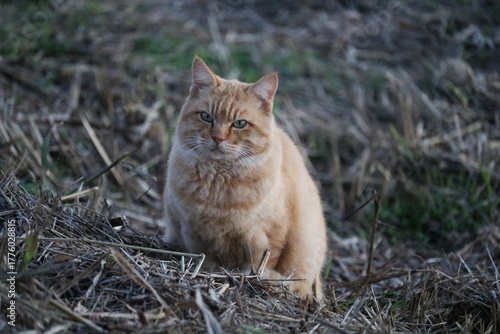 河川から上がってきた猫　秋の夕方　茶トラ
