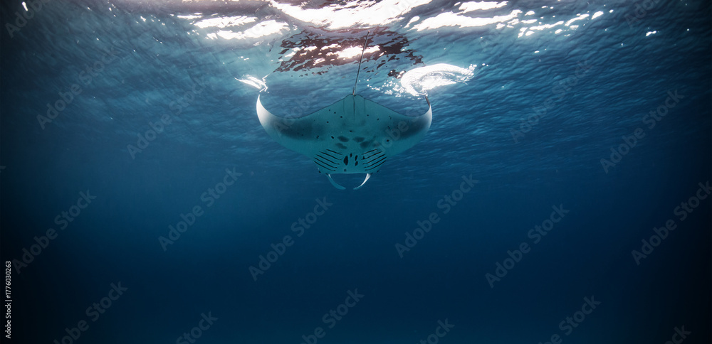 Obraz premium Aquatic scene of marine animal Manta ray underwater shot in Indian ocean at Maldives