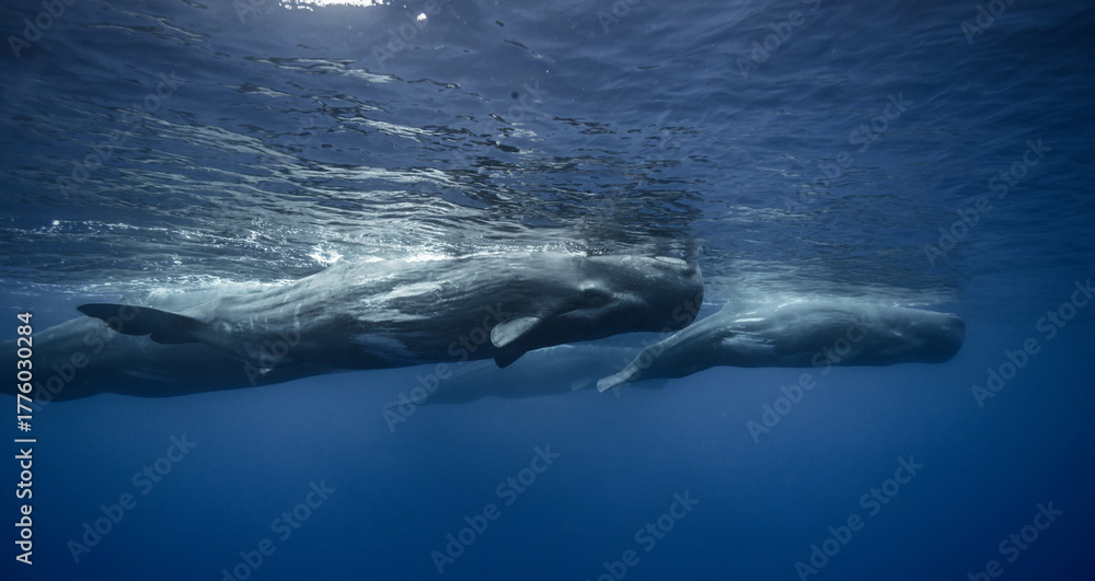 Fototapeta premium Pod of spermwhales, underwater wildlife photo