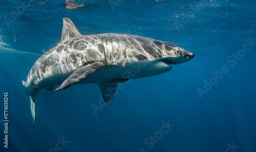 Great White Shark in clear blue ocean water, underwater shot at Mexico in Pacific ocean Isla Guadalupe