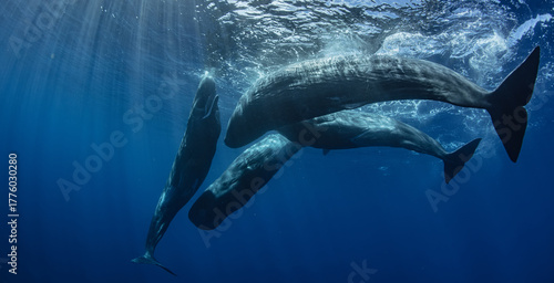 Pod of spermwhales, underwater wildlife photo
