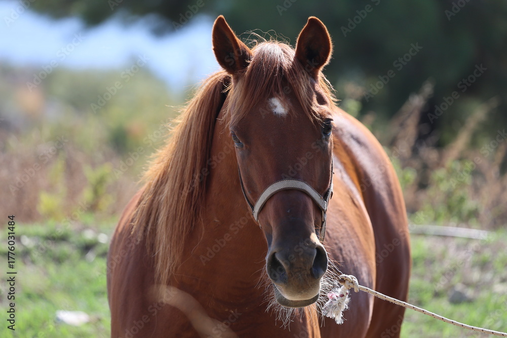 Fototapeta premium Brown horse standing High quality photo