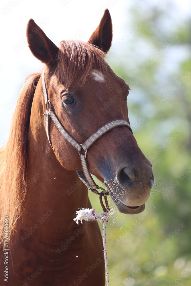 Naklejka premium Brown horse standing High quality photo