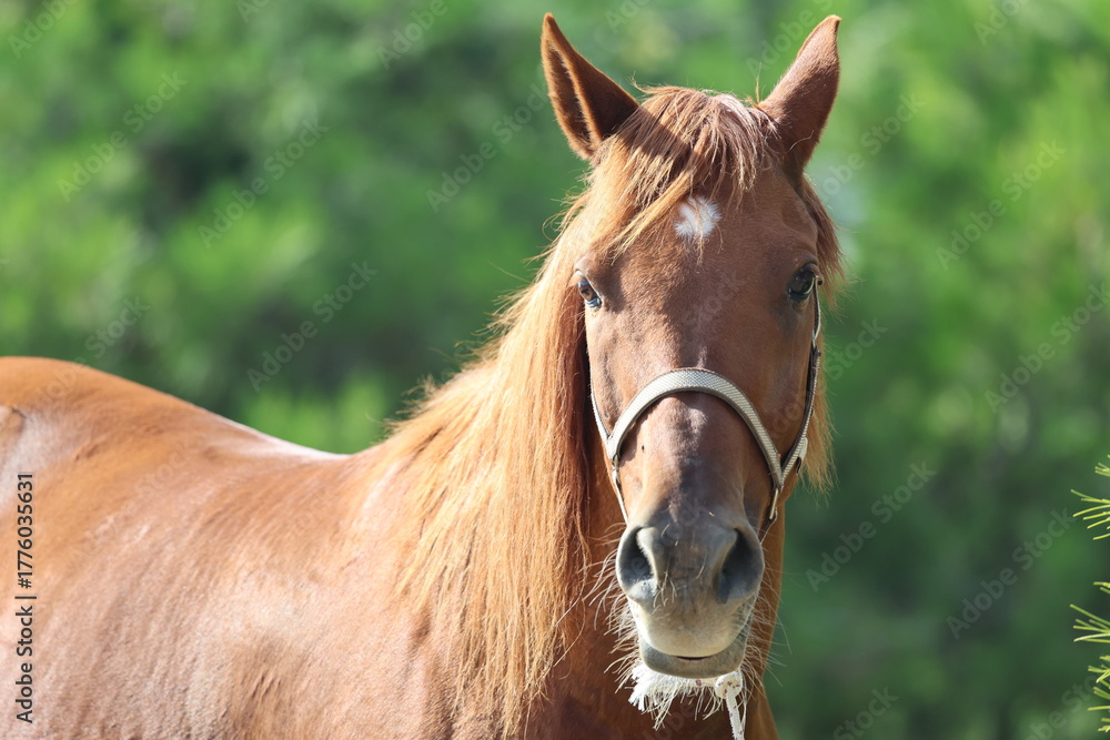 Obraz premium Brown horse standing High quality photo