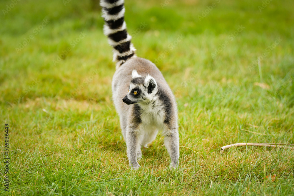 Obraz premium Ring-tailed lemur (Lemur catta) sitting and walking on green grass in a natural outdoor enclosure. Curious primate with long striped tail showing typical behavior and posture.