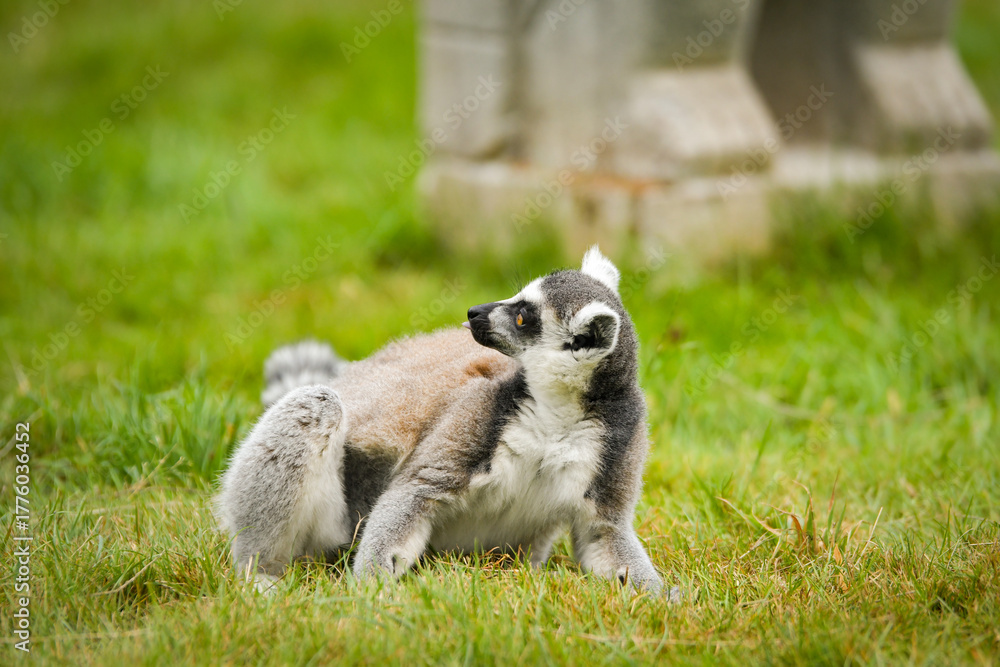 Obraz premium Ring-tailed lemur (Lemur catta) sitting and walking on green grass in a natural outdoor enclosure. Curious primate with long striped tail showing typical behavior and posture.