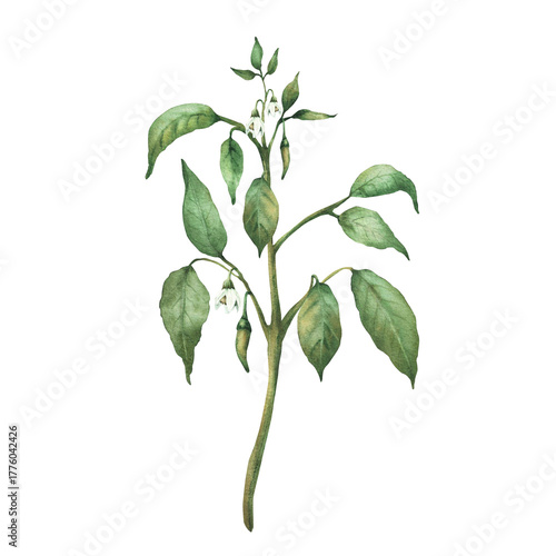 Chili pepper plant with green unripe pepper pods, flowers and leaves. Botanical hand drawn watercolor illustration. Hot red spicy vegetables for food, spice label, gardening. Isolated from background