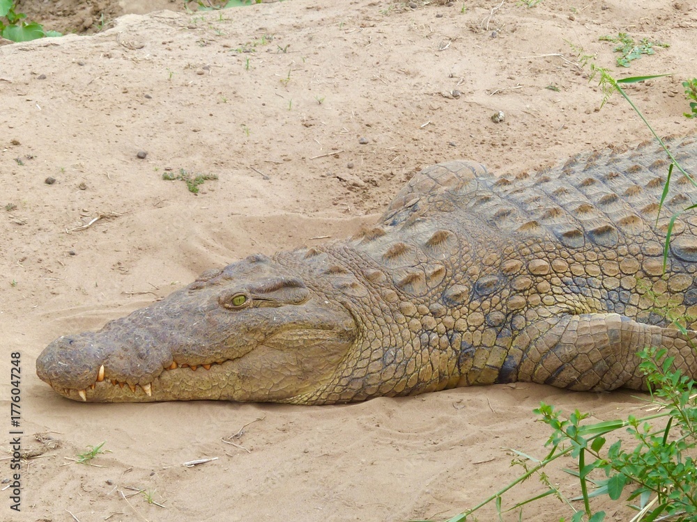 Fototapeta premium A detailed close-up photograph of a crocodile resting on the sandy riverbank of the Masai Mara River in Kenya