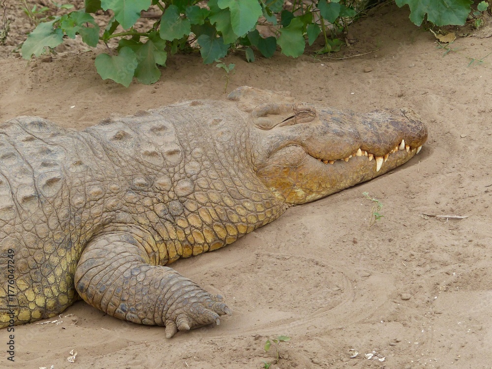 Fototapeta premium A detailed close-up photograph of a crocodile resting on the sandy riverbank of the Masai Mara River in Kenya