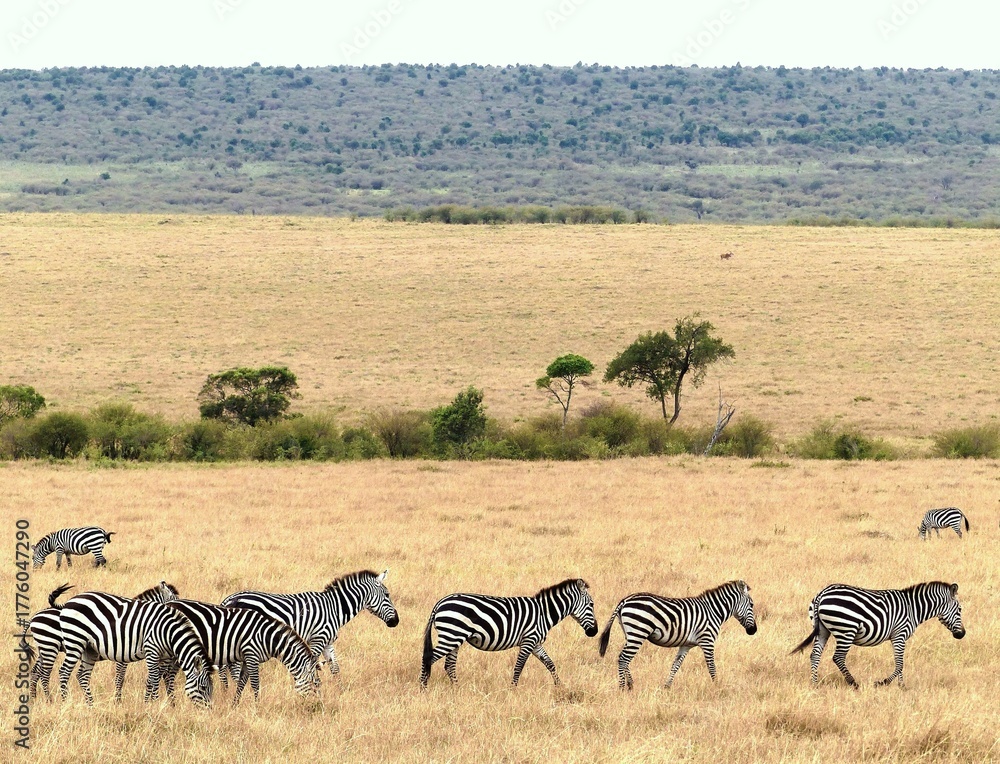 Obraz premium A unique wildlife moment showing a zebra herd standing together in the dry steppe with green vegetation in the Masai Mara Reserve, Africa