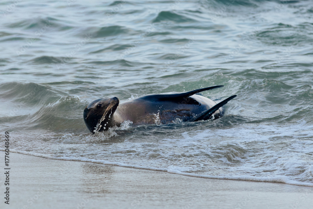 Fototapeta premium sea lion swimming