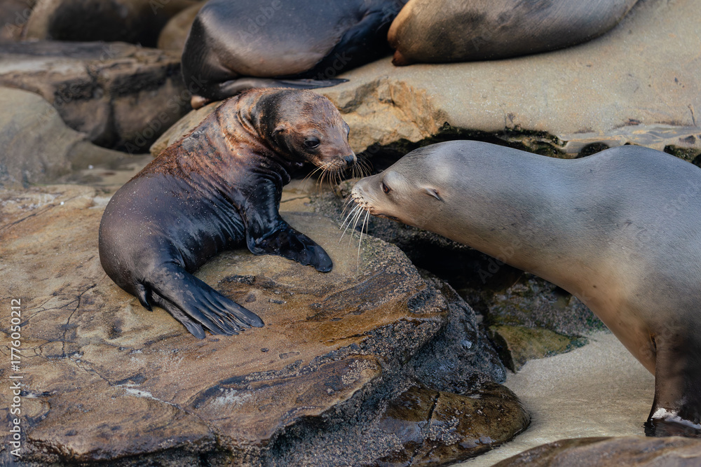 Fototapeta premium sea lions