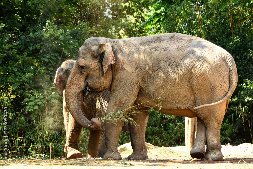 Fototapeta premium Two asian elephants feeding, with the closer one holding a bundle of grass in its trunk. Captured in sunlight against a lush green background at the Berlin Zoo, showcasing their gentle nature.