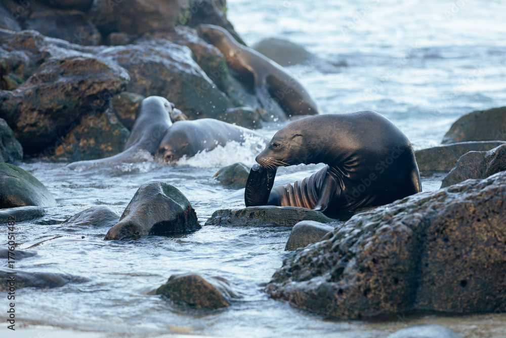 Fototapeta premium california sea lion