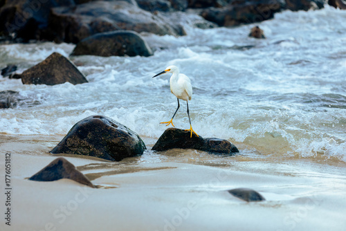 snowy egret on the beach