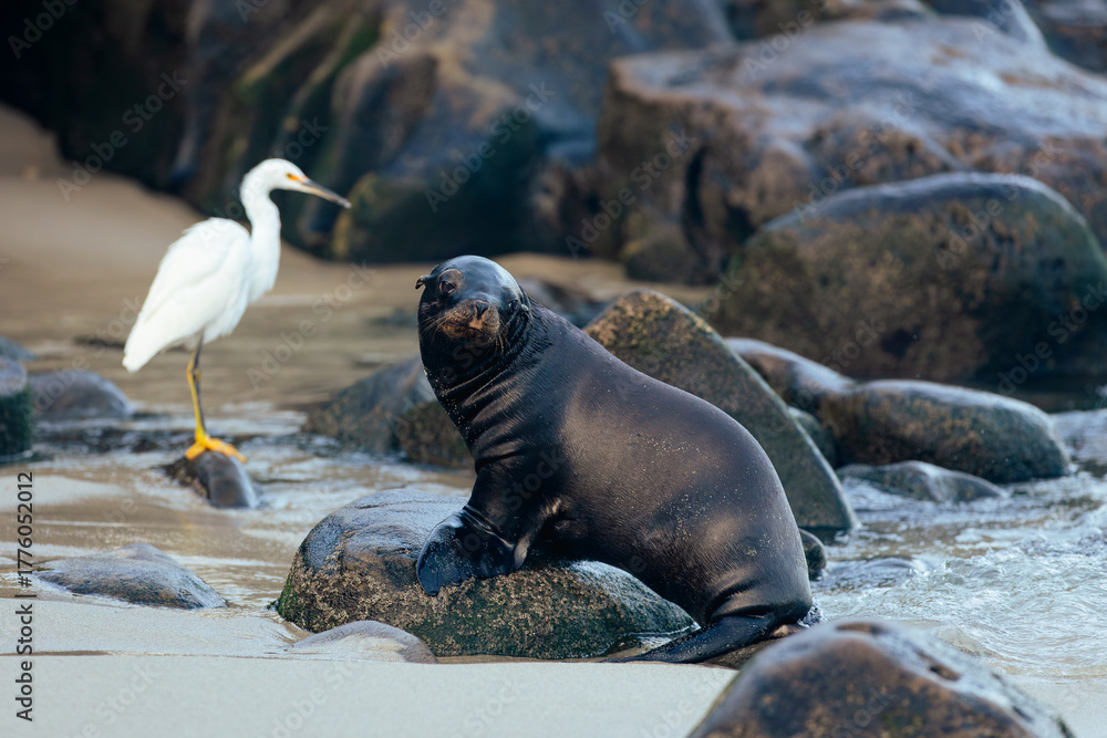 Fototapeta premium snowy egret and a sea lion on the beach