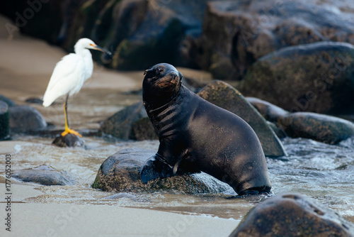snowy egret and a sea lion on the beach